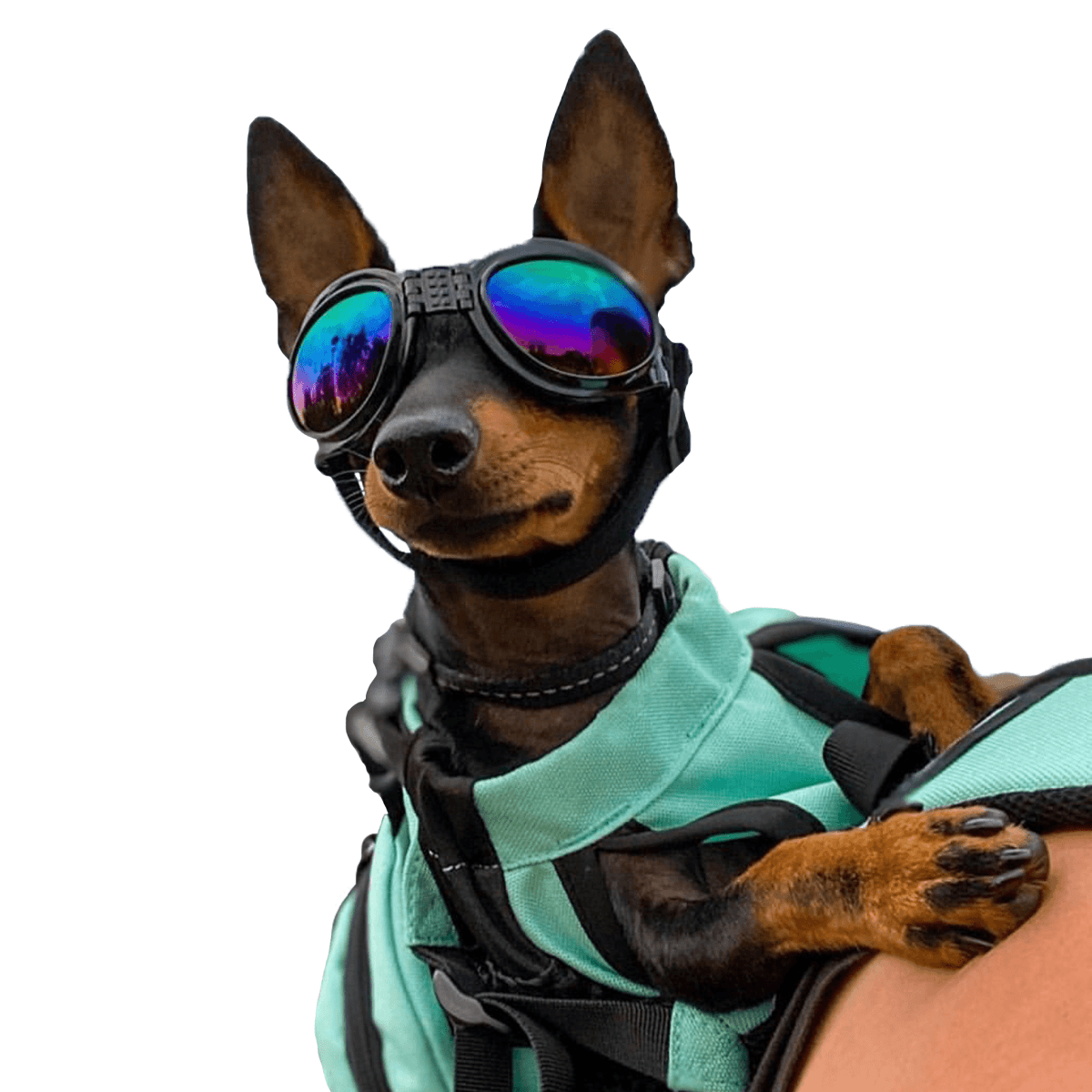 Dog wearing K9 Sport Shades