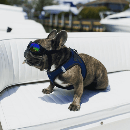 Dog wearing K9 Sport Shades on a boat