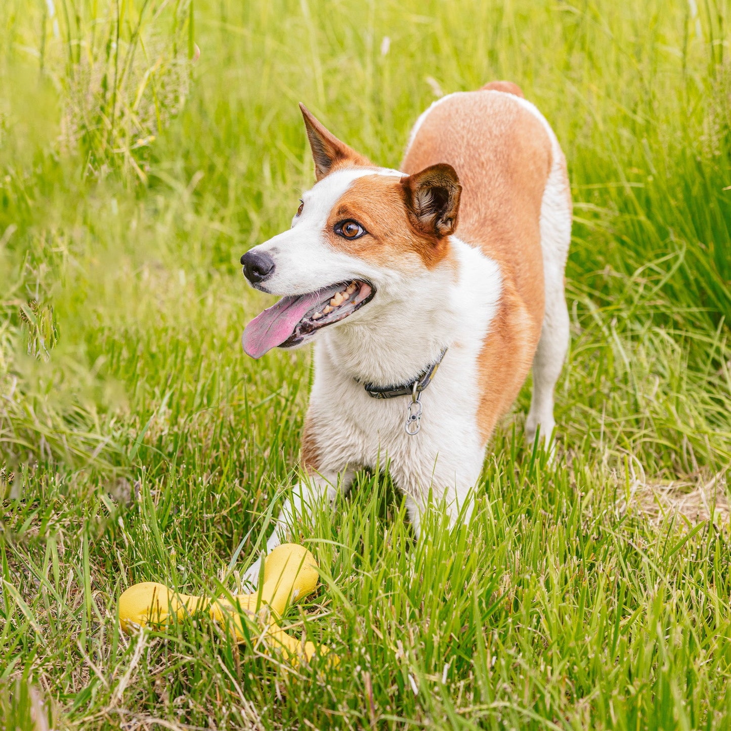 Additional view of the West Paw Skamp dog toy