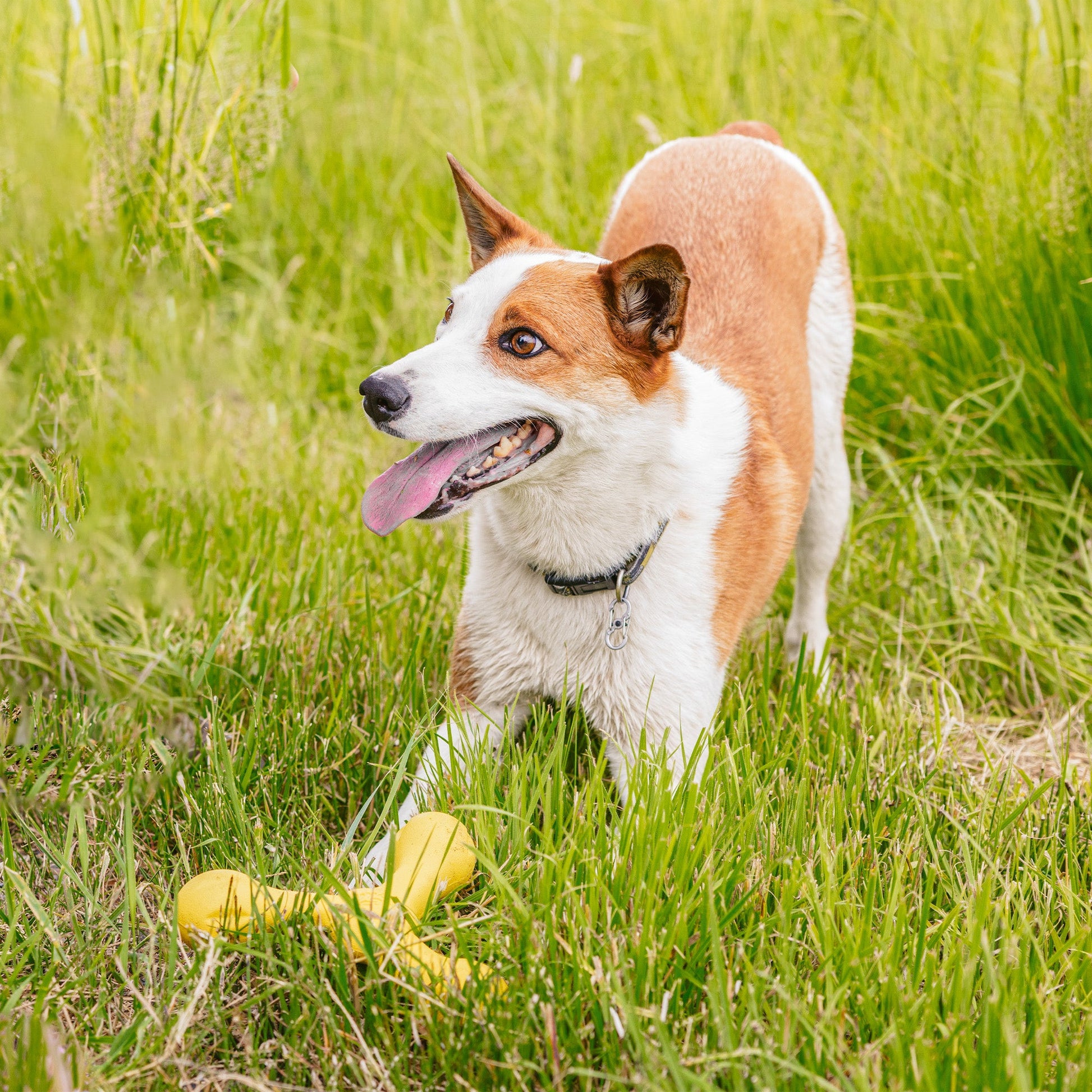Additional view of the West Paw Skamp dog toy