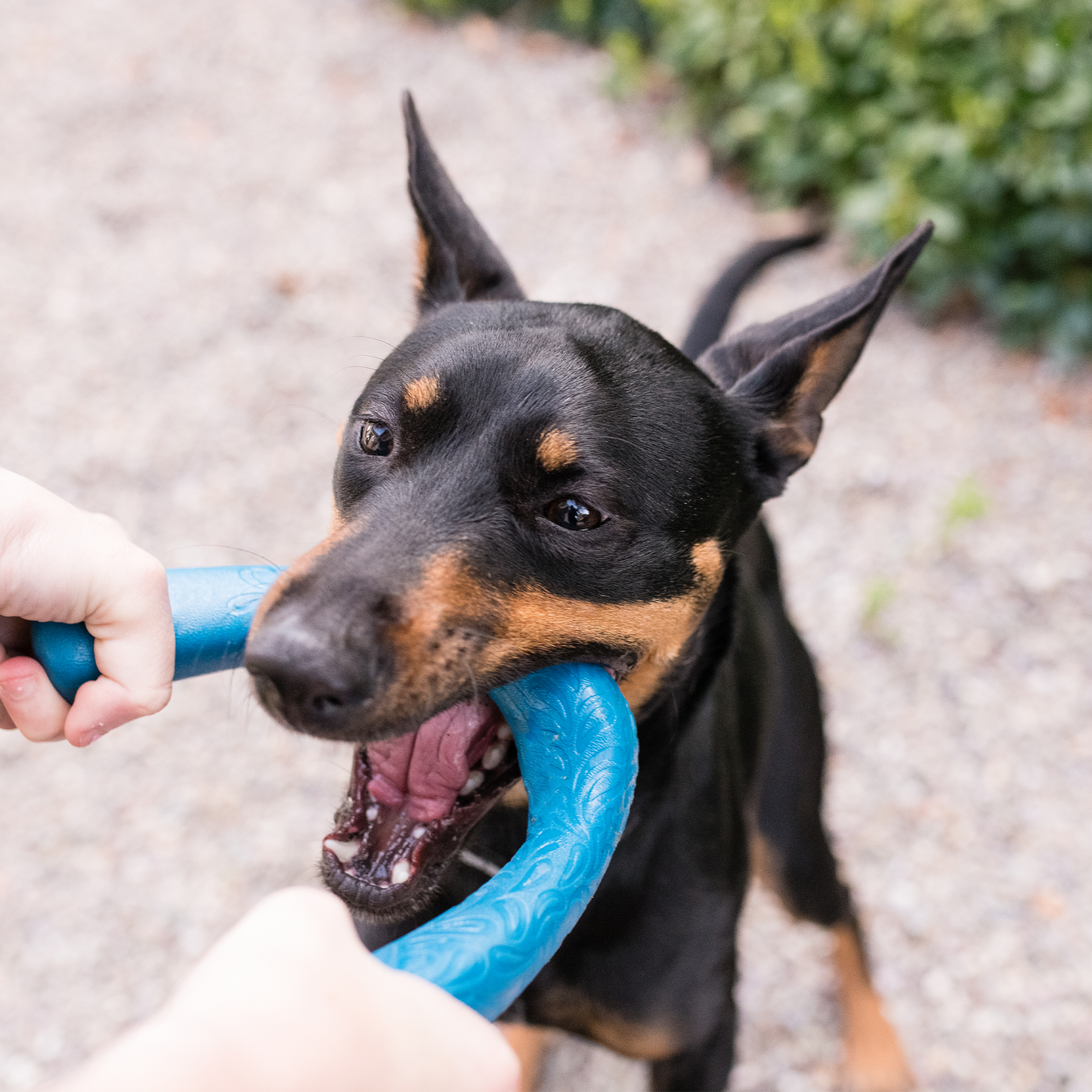 Additional view of the West Paw Snorkl dog toy