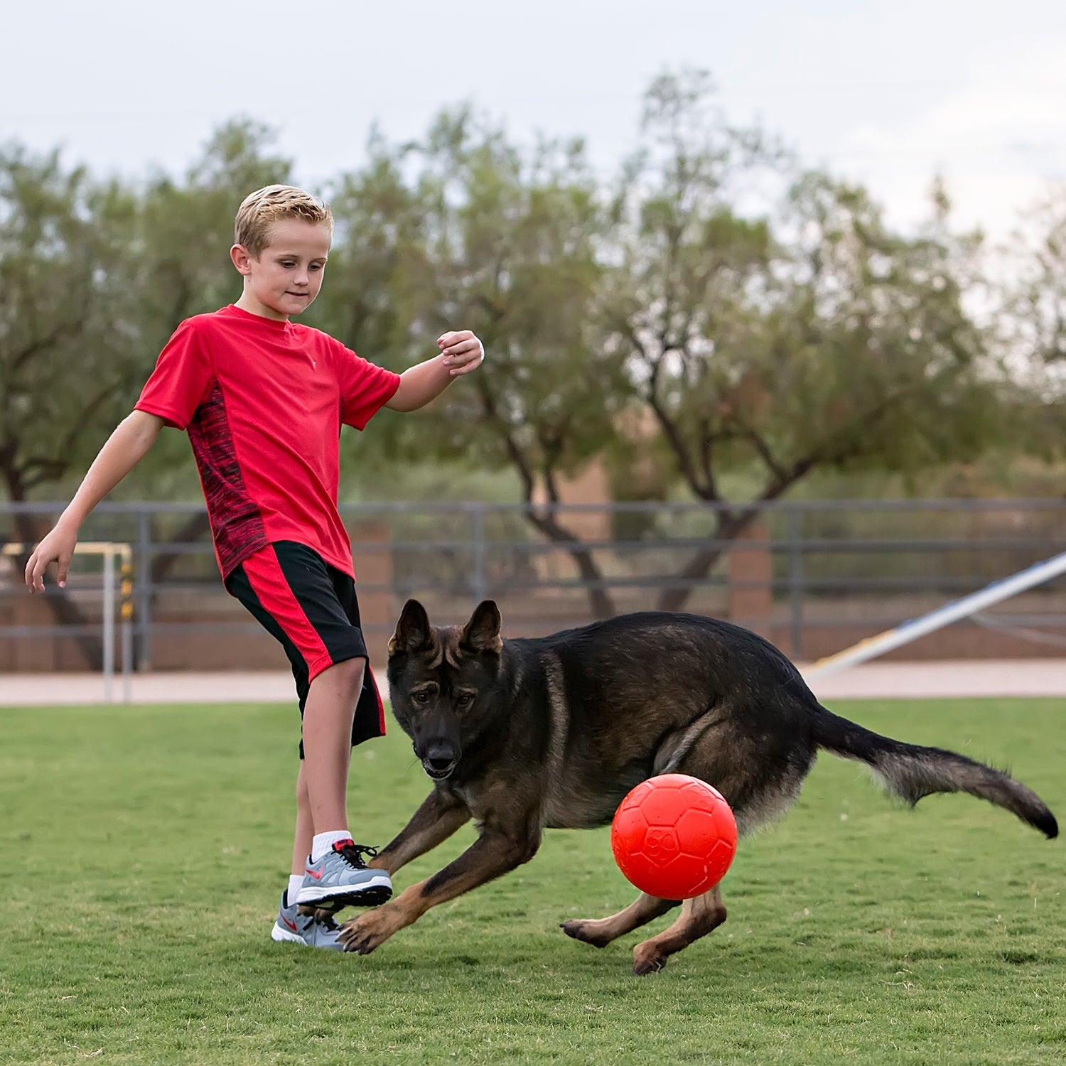 Child in red shirt playing with a dog on a grassy field