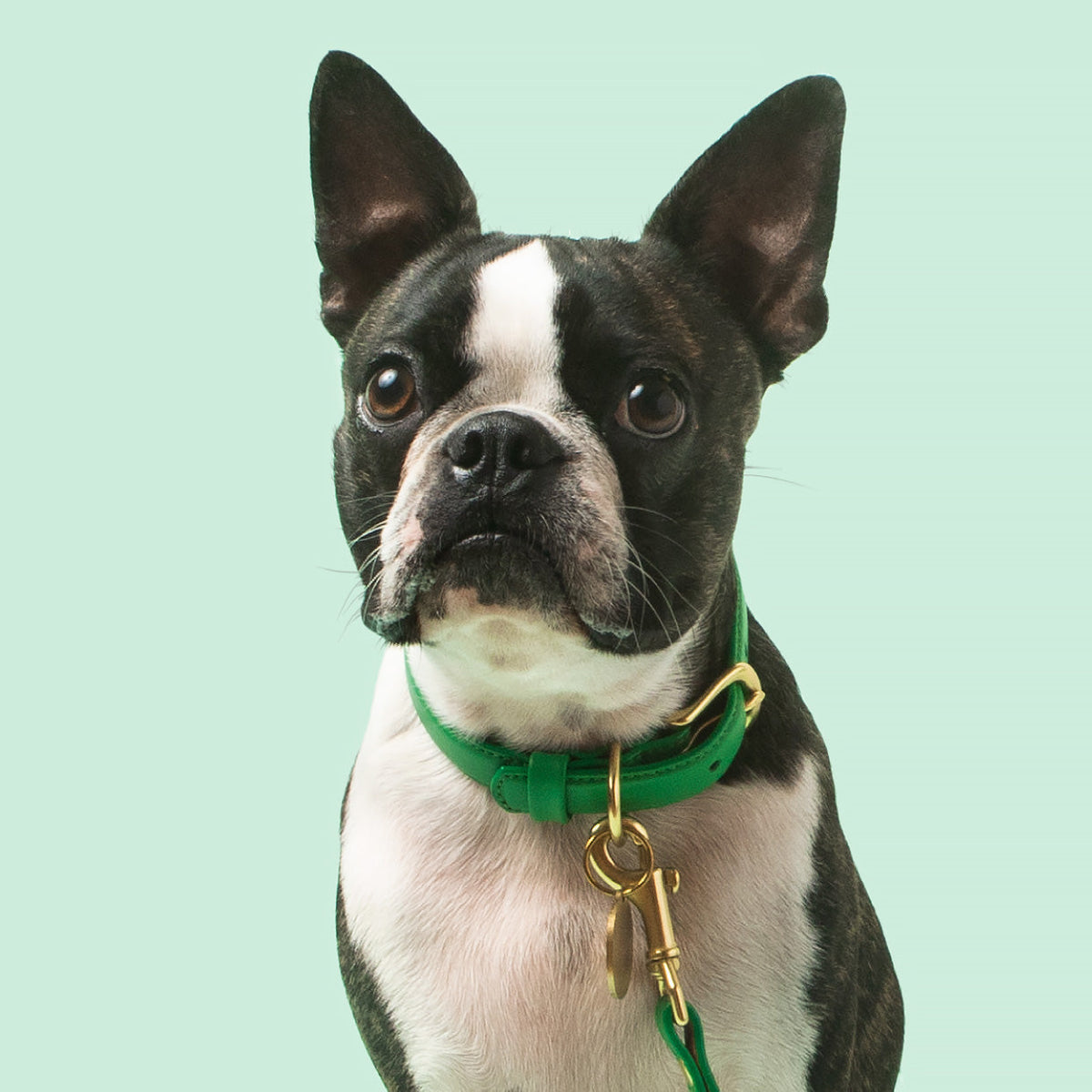 Dog wearing the Ramona For You Spring Collar