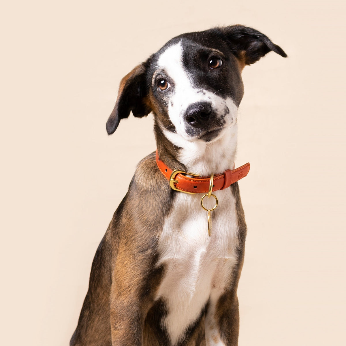 Dog wearing the Ramona For You Sunset Collar