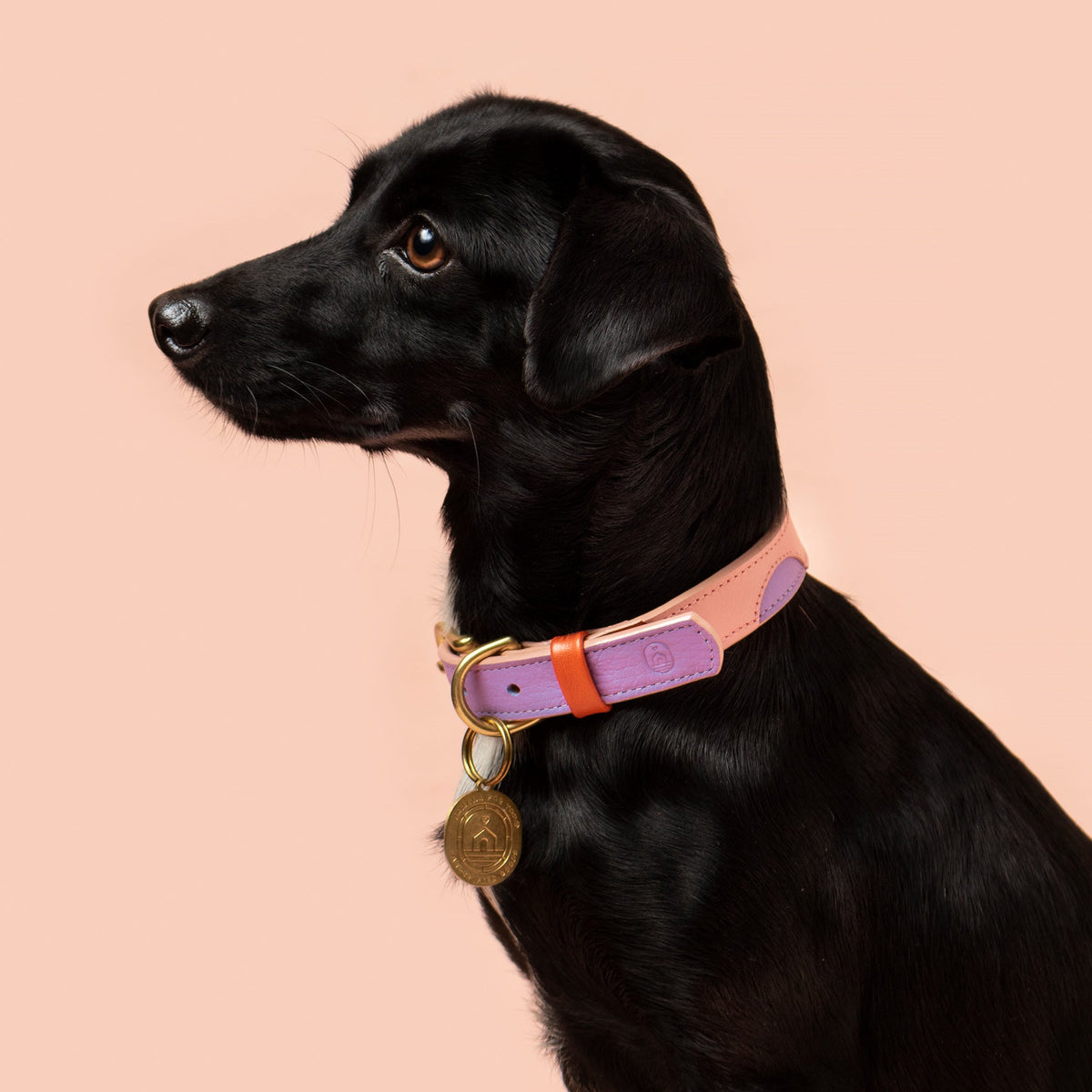 Lifestyle view of Sweet Collar in use