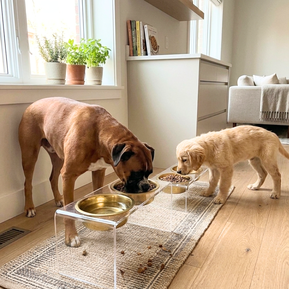Three dogs sharing clear gold-bowl feeders