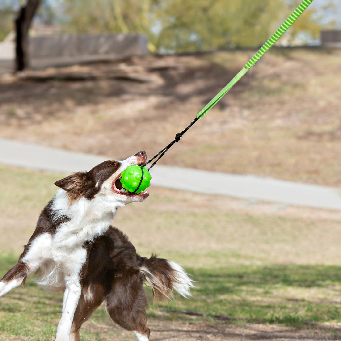 Dog playing with a green ball and toy in a park