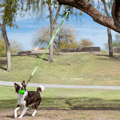 Dog playing with a green ball on a leash in a park