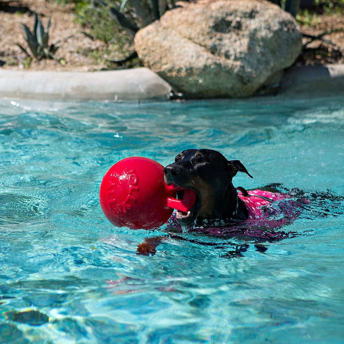 Dog swimming in a pool with a red ball in its mouth