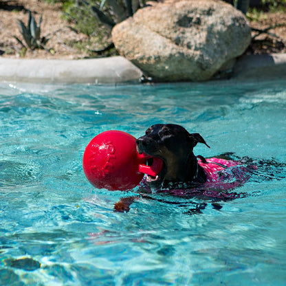 Dog swimming in a pool with a red ball in its mouth