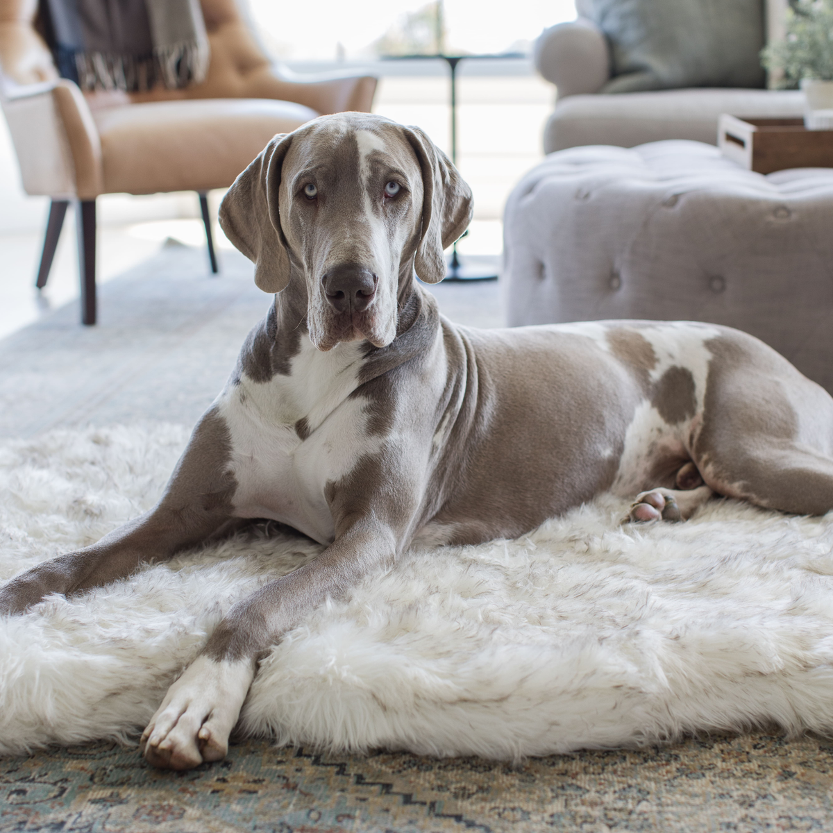 Gray Great Dane resting on a large curved white PupRug.