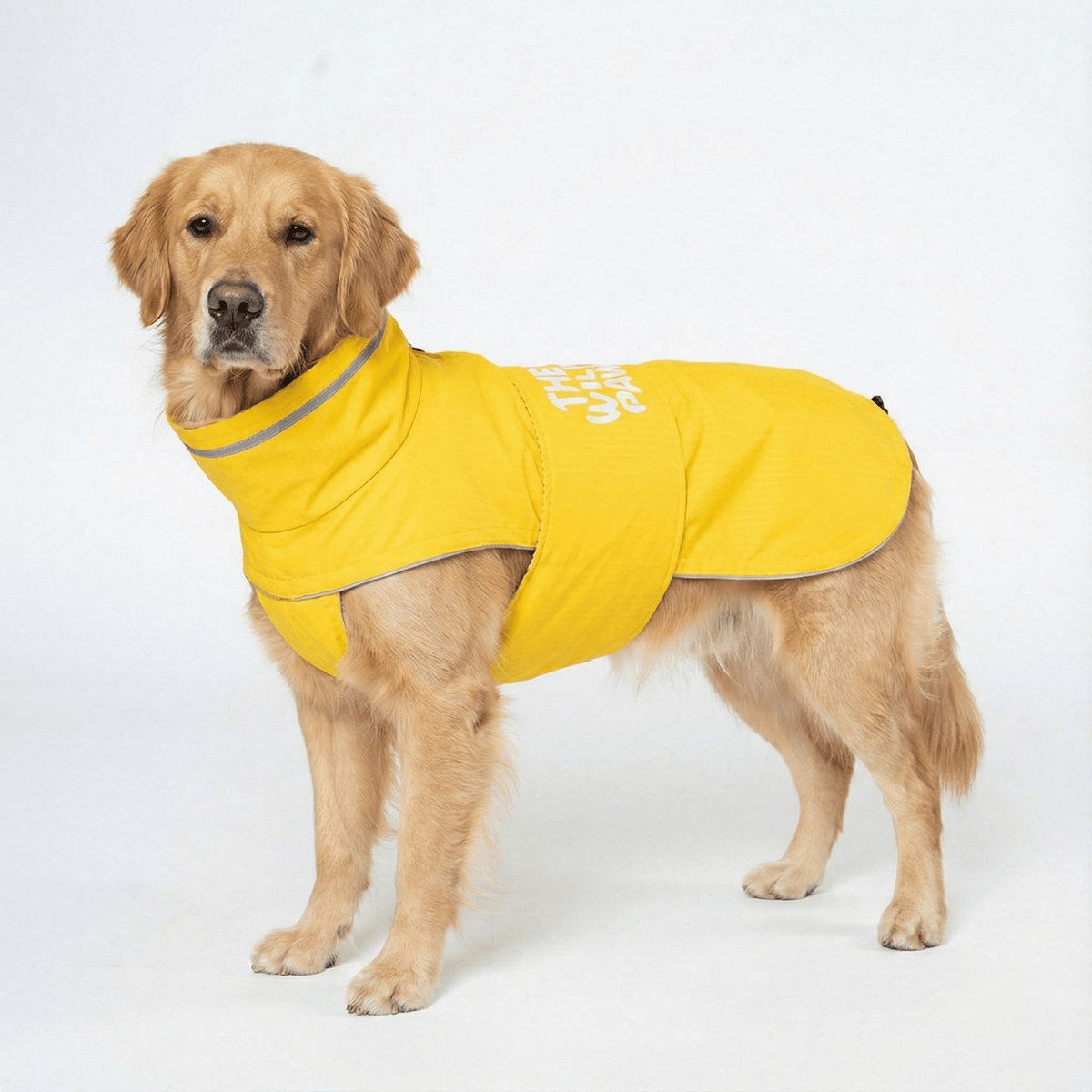 Golden retriever con el impermeable WildGuard amarillo