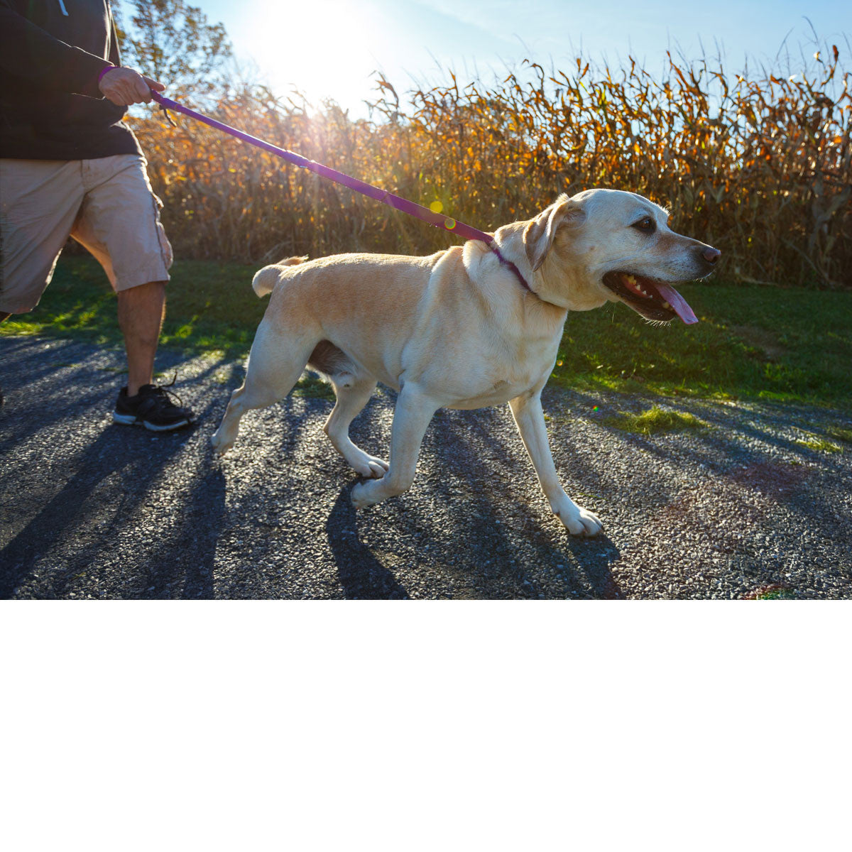 Urban Walk'r - Short No-Pull Dog Leash