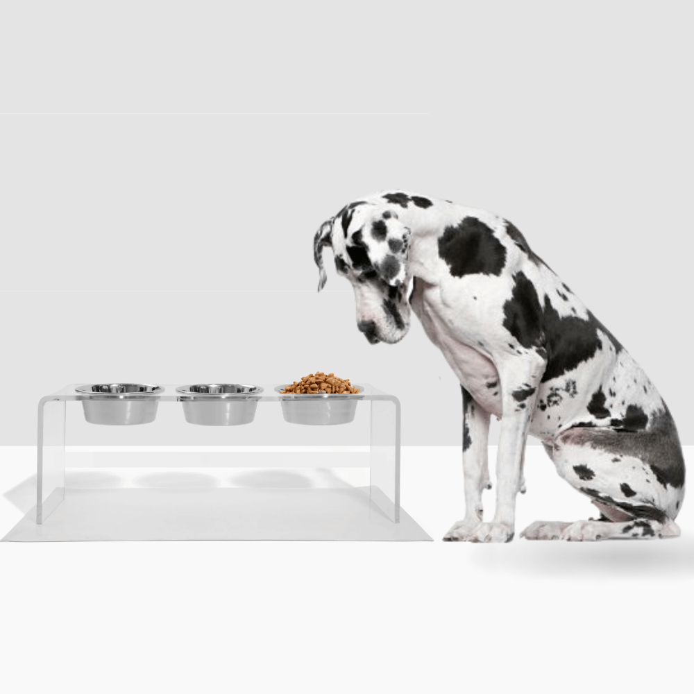Dalmatian beside the tall clear triple silver feeder