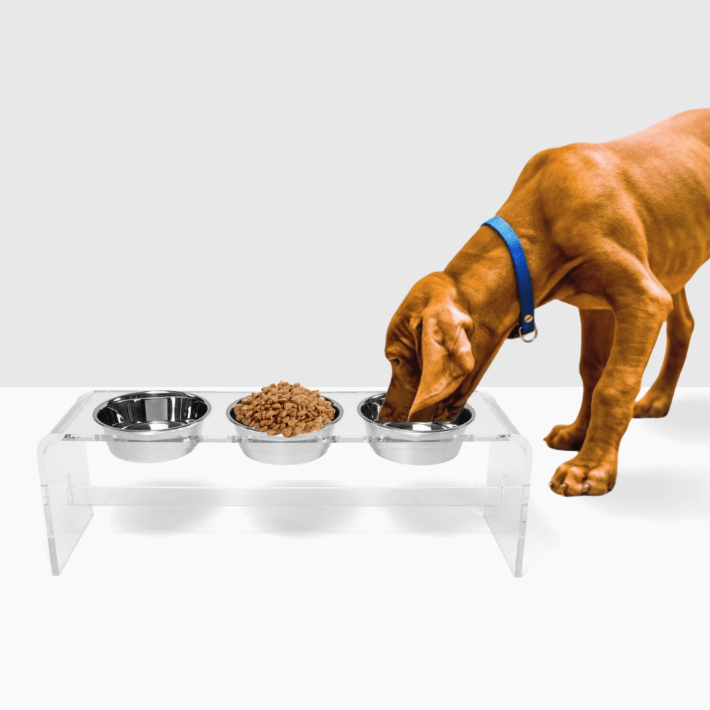 Dog eating from the tall clear triple silver feeder