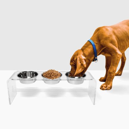 Dog eating from the tall clear triple silver feeder