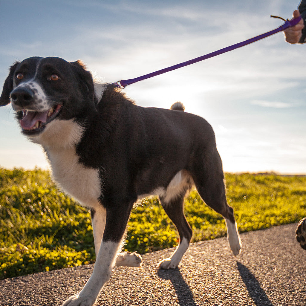 WUNDERleash - No-Pull Dog Leash