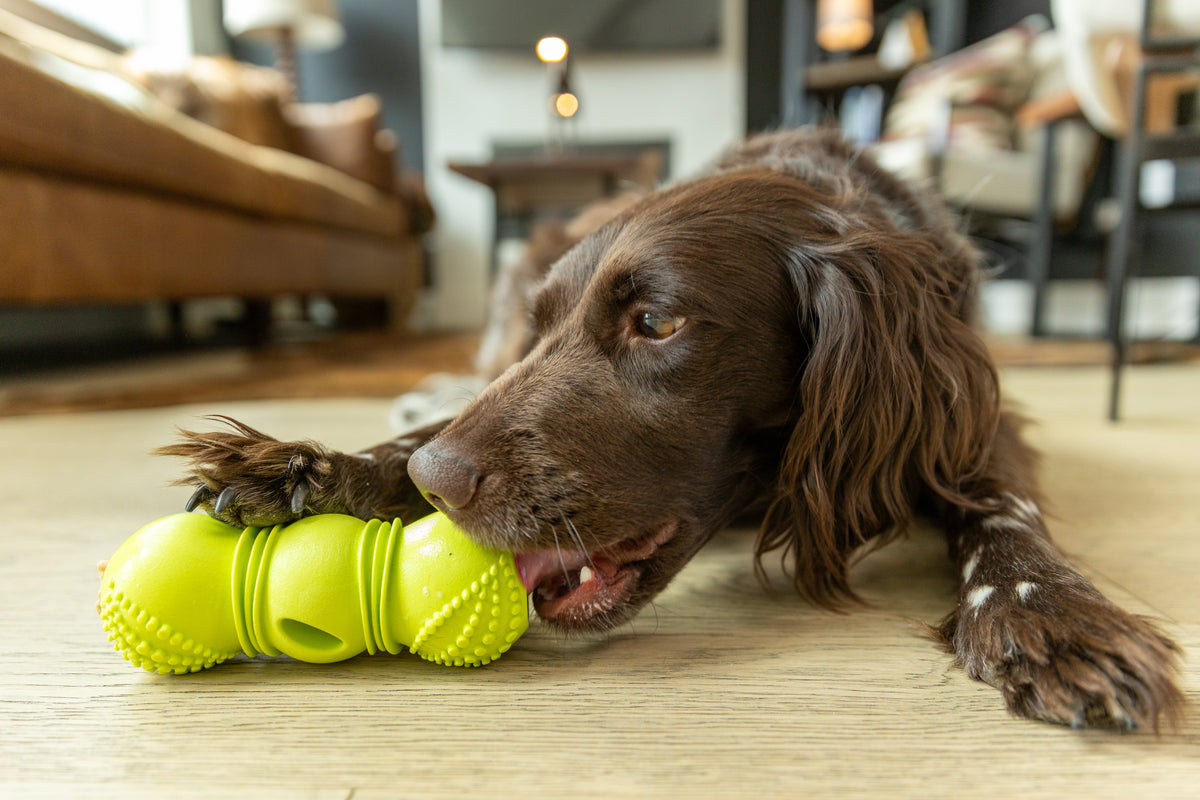 West Paw Flossr chew toy product lifestyle photograph