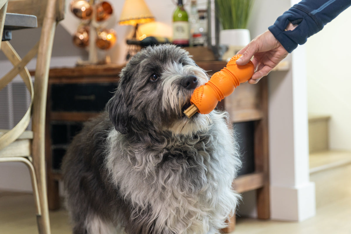 West Paw Flossr chew toy lifestyle photograph