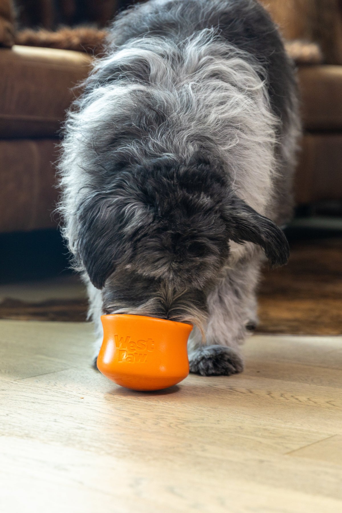 Shaggy gray dog eating from an orange Toppl enrichment toy.