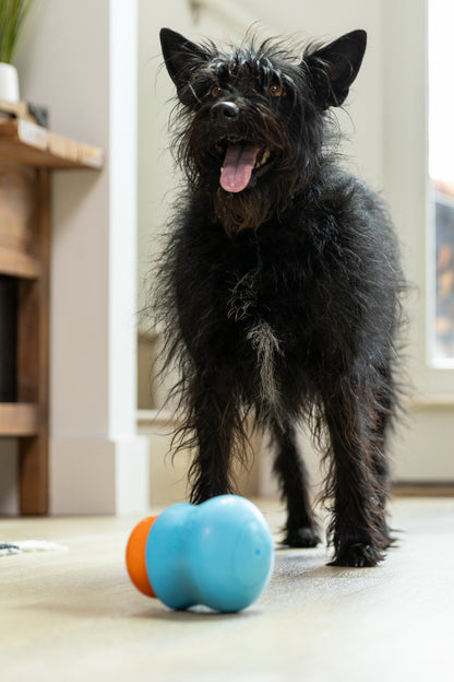 Black dog standing beside a blue and orange Toppl enrichment toy.