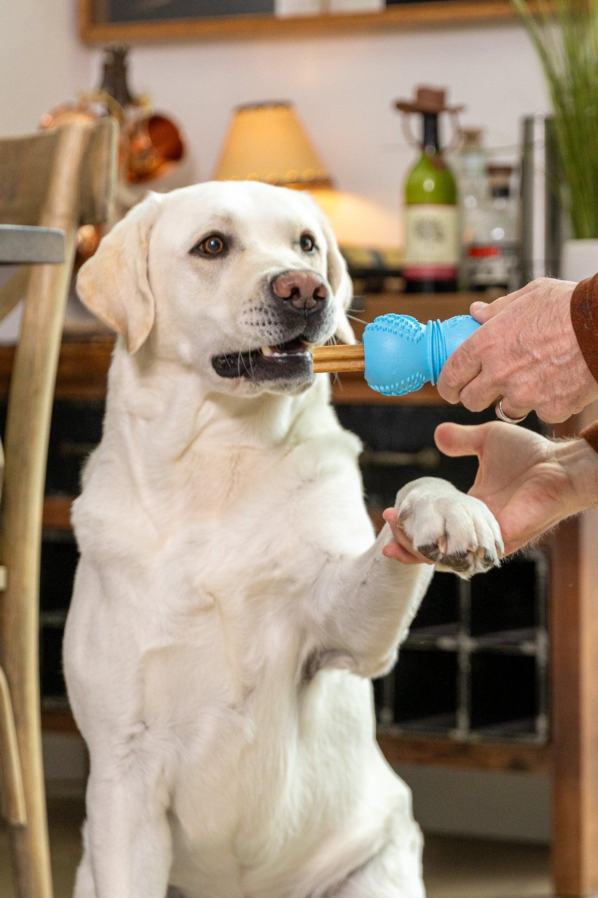 West Paw Flossr chew toy in a lifestyle photograph