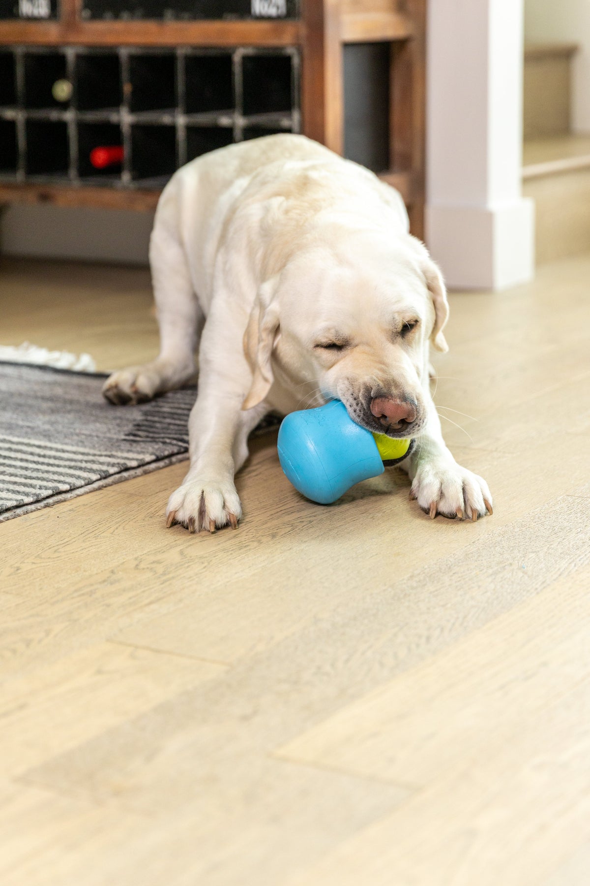 Cream-colored dog licking treats from a blue Toppl toy.