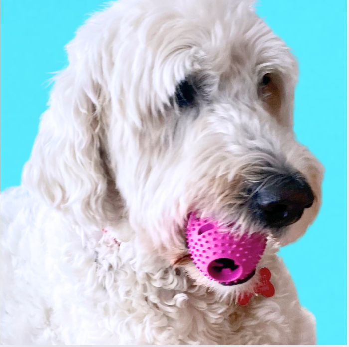 Natural Rubber Football Oral Care Toy for Dogs - 20–50 lb in use
