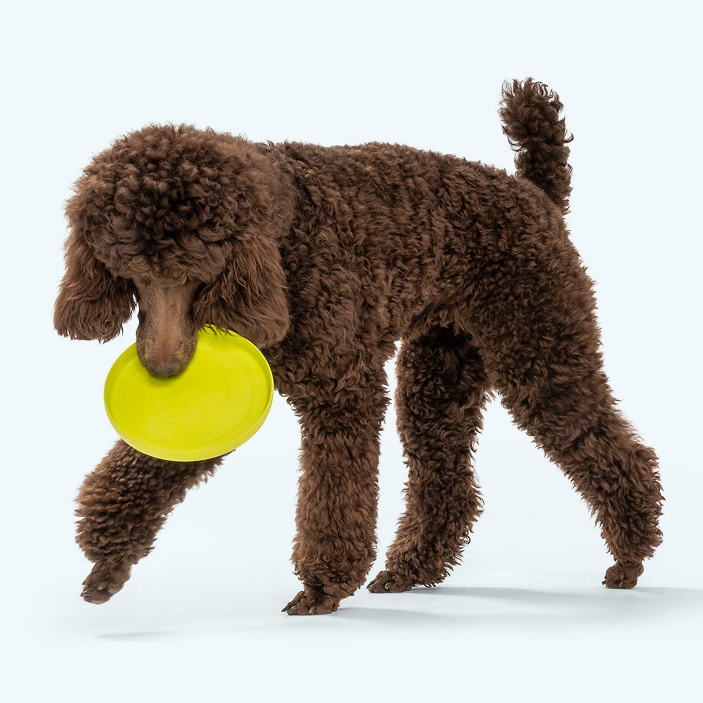 Additional view of the West Paw Zisc flying disc