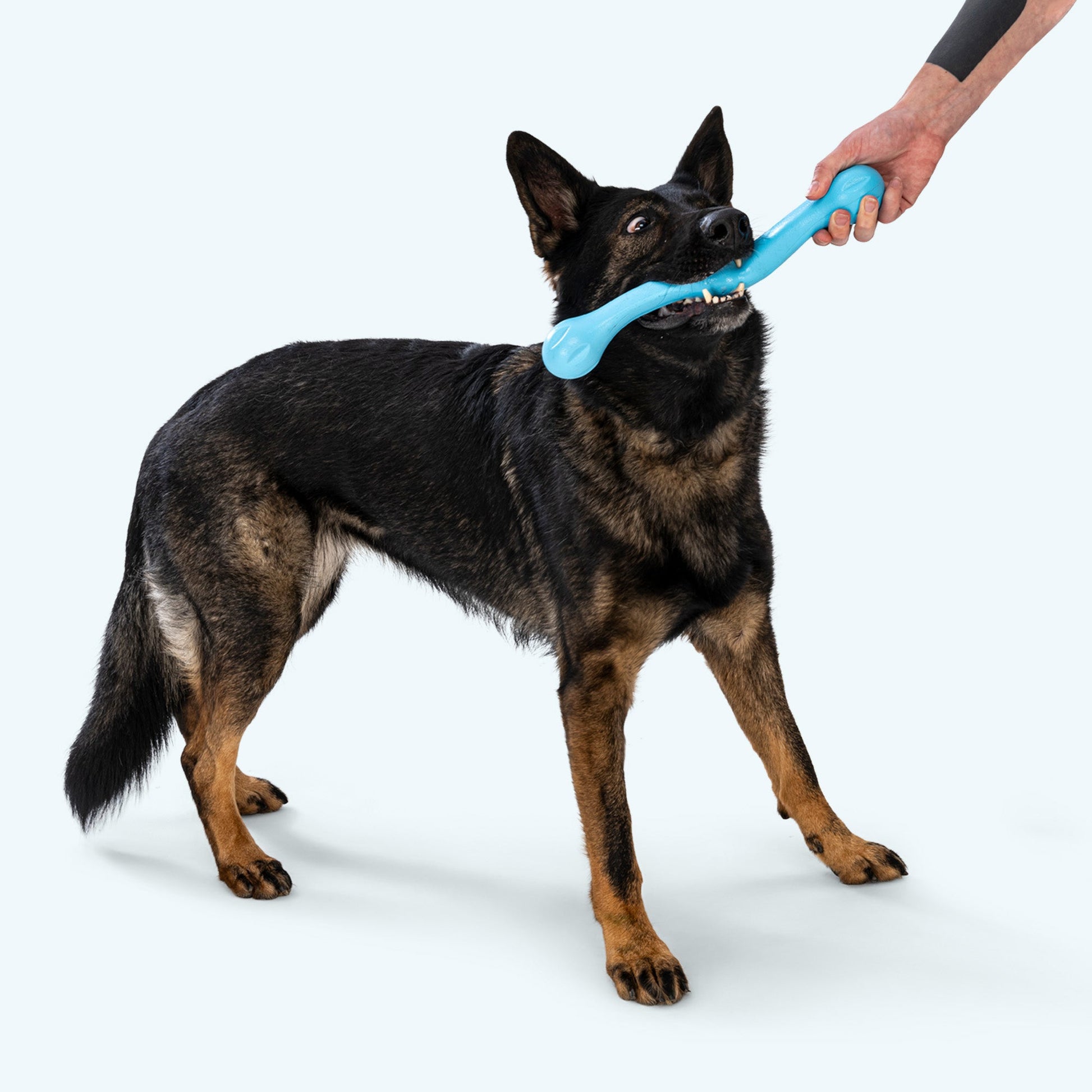 Additional view of the West Paw Zwig dog toy