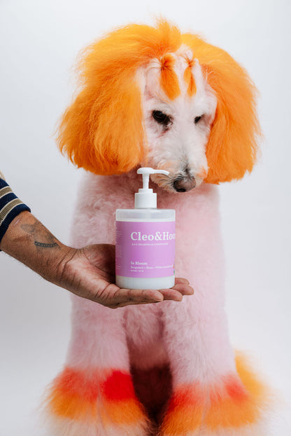 Dog with orange wig and pet parent holding a bottle of product against a white background