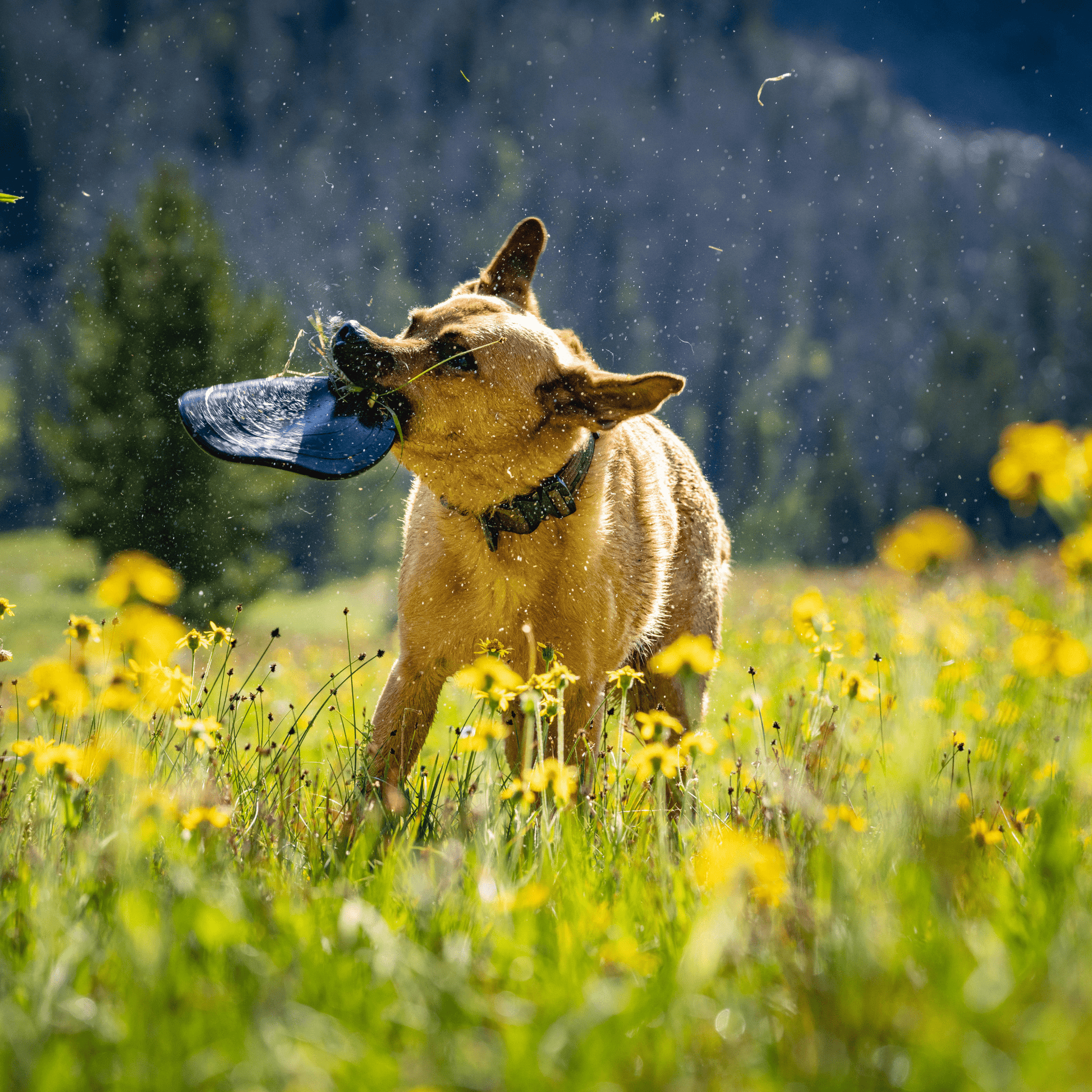 Dog playing with a blue frisbee in a field of yellow flowers with mountains in the background