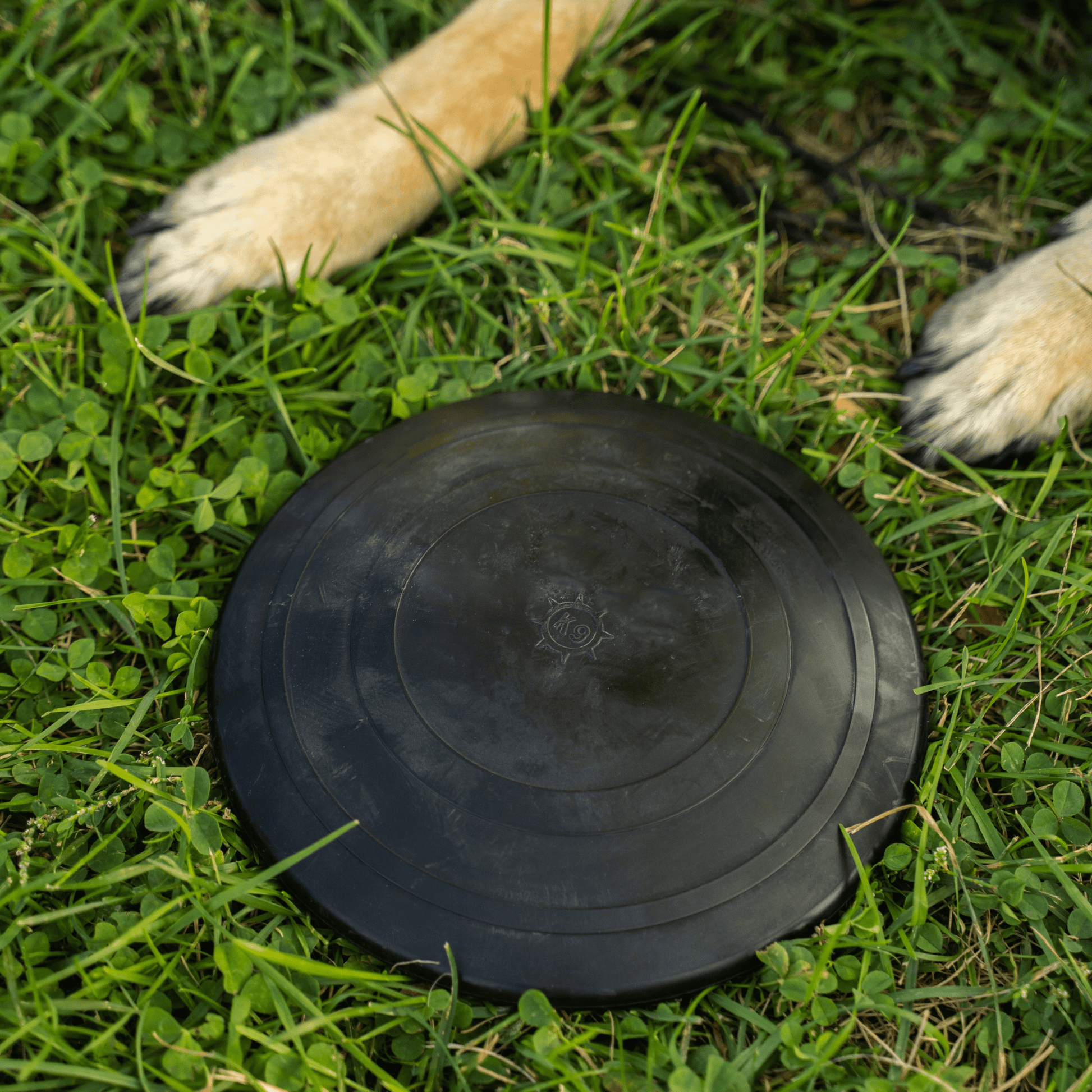 Black dog toy on grass with dog paws in the background
