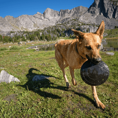 Dog running with a frisbee in a mountainous landscape