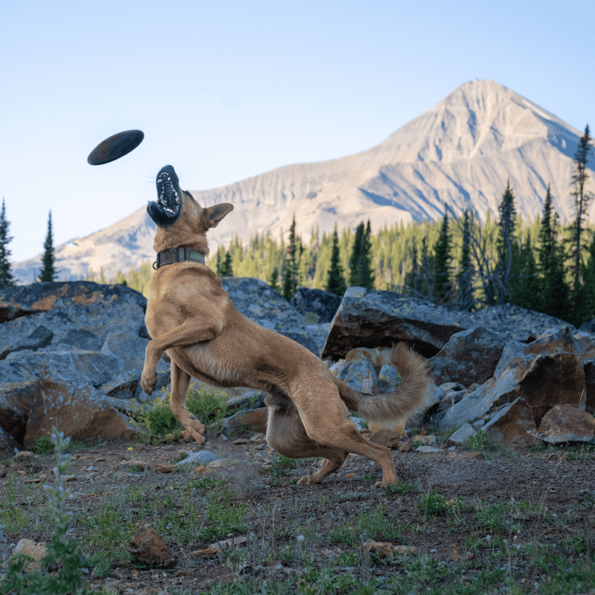 Dog playing with a frisbee in a mountainous landscape