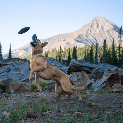 Dog playing with a frisbee in a mountainous landscape