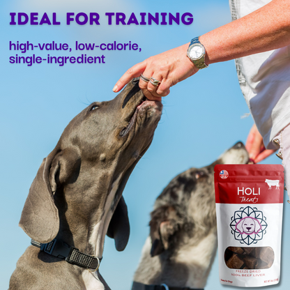HOLI Freeze-Dried Beef Liver Dog Treats used as a training reward