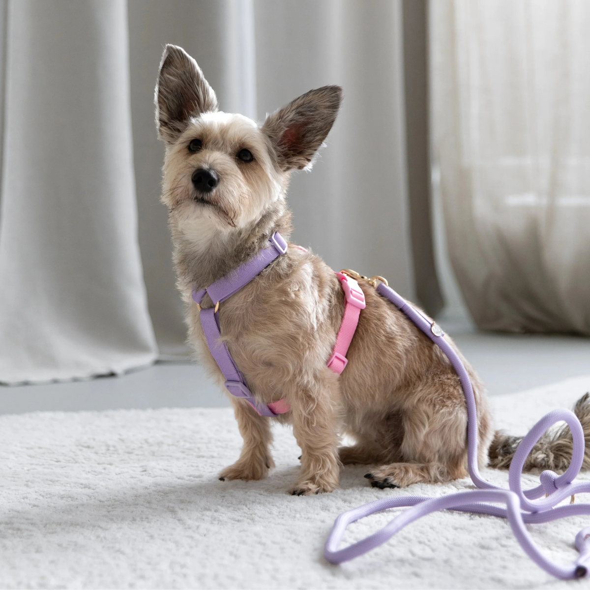 Dog wearing the FURLOU Lavender and Pink Dog Harness