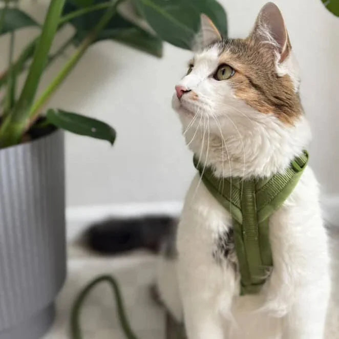 Cat wearing a FURLOU Velvet Dog Harness - Green