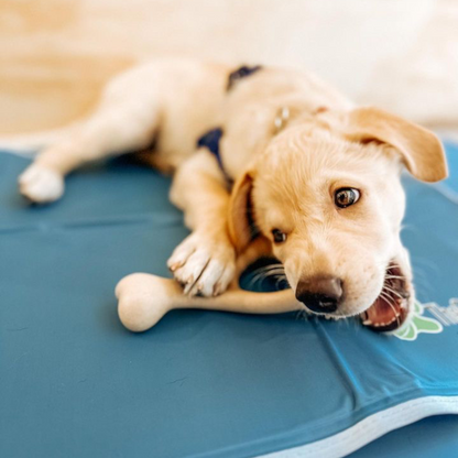 Puppy lying on a blue mat with a blurred background