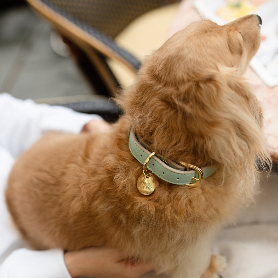 Nina Woof Copenhagen Vegan Leather Dog Collar - additional product image 14