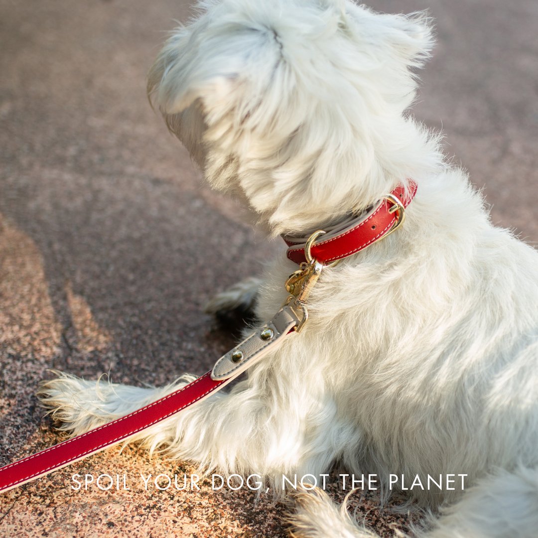 Nina Woof Copenhagen Vegan Leather Dog Collar - additional product image 17