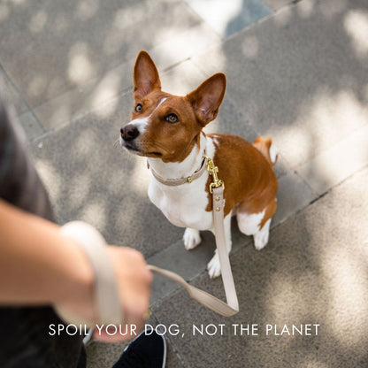 Nina Woof Copenhagen Vegan Leather Dog Collar - additional product image 6