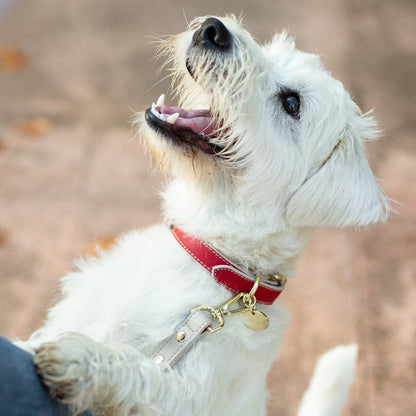 Nina Woof Copenhagen Vegan Leather Dog Collar - additional product image 16