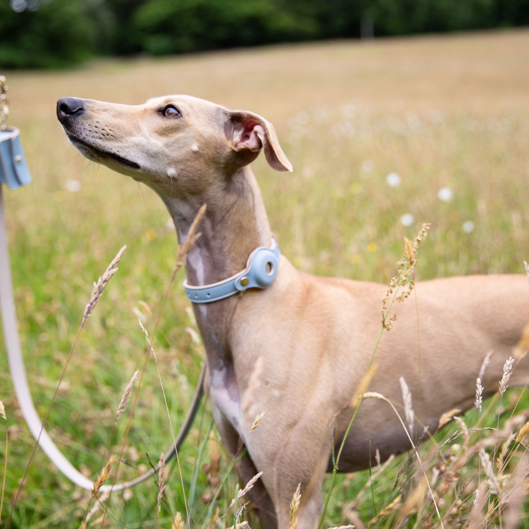 Vegan Leather Collar - Cupertino - AirTag Enabled