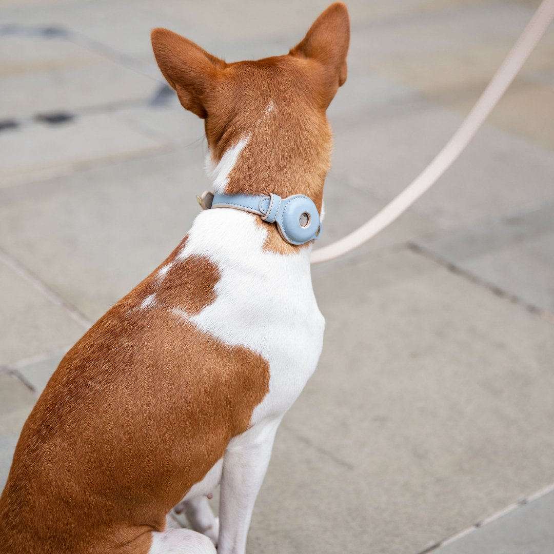 Vegan Leather Collar - Cupertino - AirTag Enabled