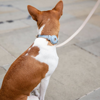 Vegan Leather Collar - Cupertino - AirTag Enabled