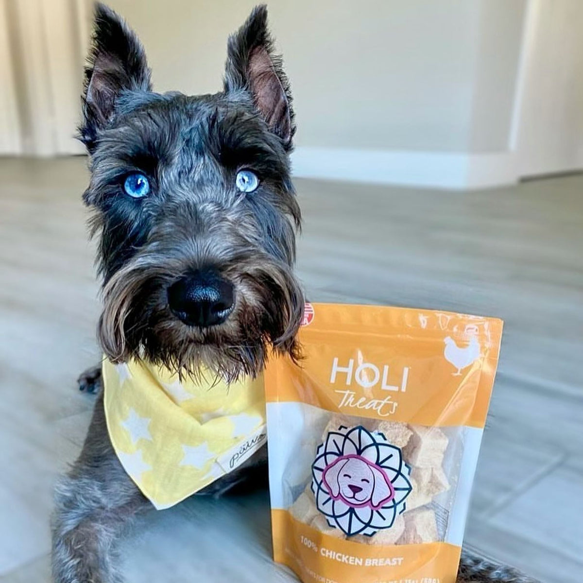 Dog pictured with HOLI Freeze-Dried Chicken Breast Dog Treats