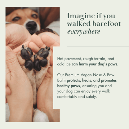 Dog paw care graphic explaining protection from hot, rough and cold surfaces