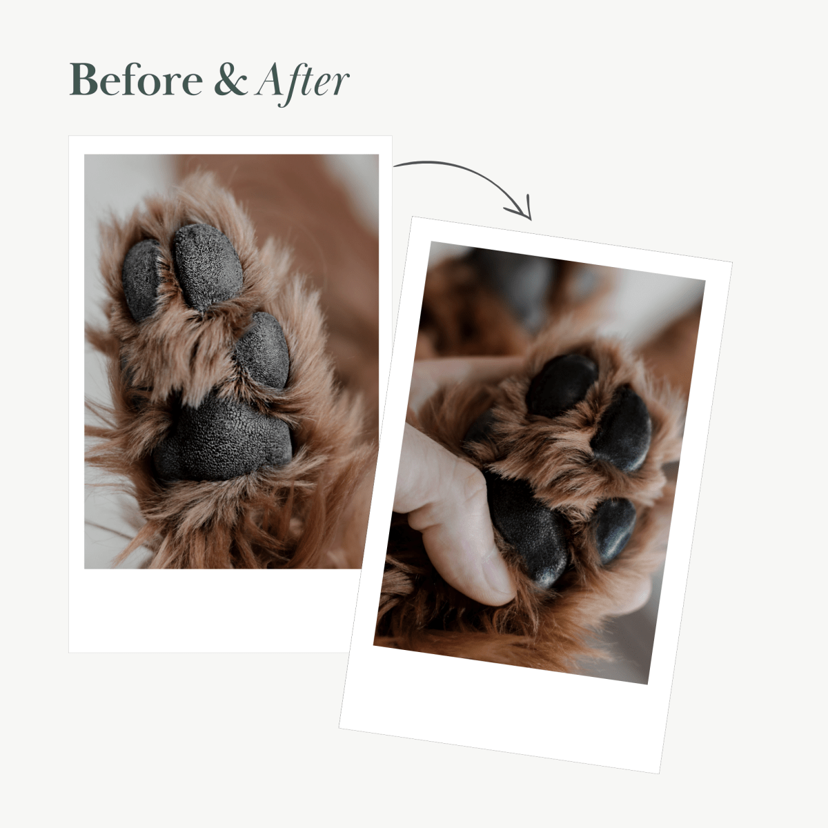 Before-and-after view of dry and moisturized dog paw pads